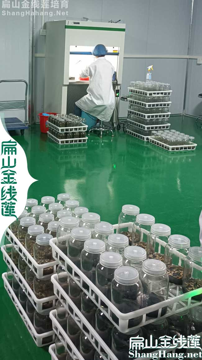 扁山南平金線蓮種植基地 福建南平紅杆紅（hóng）霞金線（xiàn）蓮批發品種