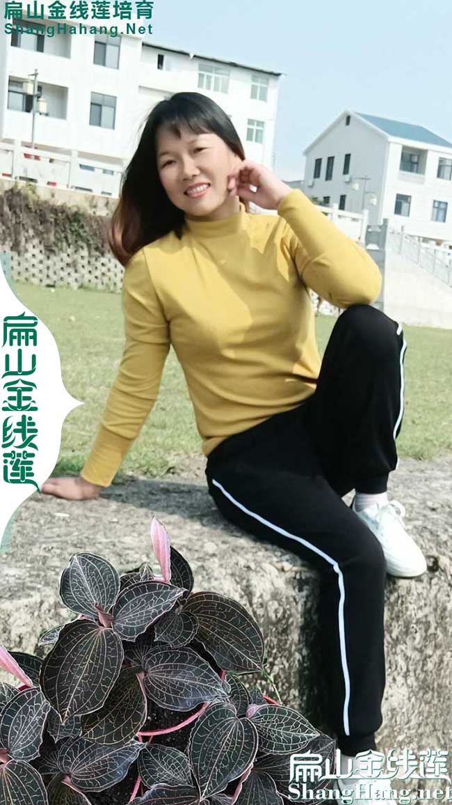大揭陽的金線蓮種苗 廣東揭陽鐵皮石斛種植基地批發公示5元