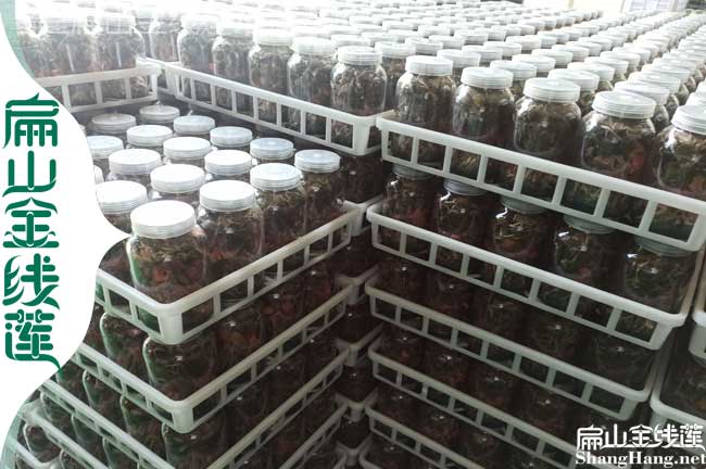 瓶裝台（tái）灣金線蓮種植基地 台灣金線蓮種（zhǒng）苗批發多少錢一棵1元（yuán）/珠