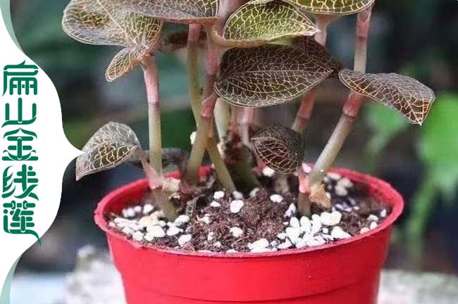扁山台州（zhōu）仙居金線（xiàn）蓮種（zhǒng）植基地 批發仙（xiān）居金線蓮種苗價格1.8元/珠