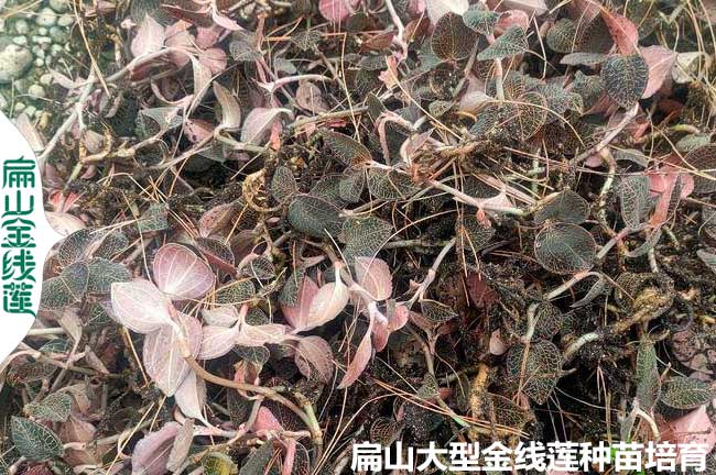福建新鮮金線蓮批發