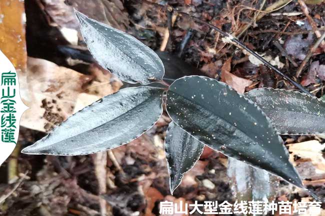 金線蓮種植的環境要求