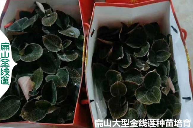 福建（jiàn）大葉金線蓮培育