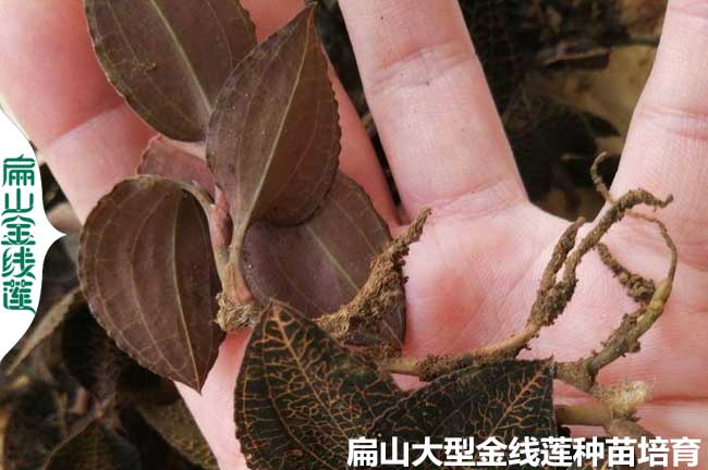 培育泉州漳州金線蓮種苗組培苗基地 袋苗瓶苗批發價8元錢