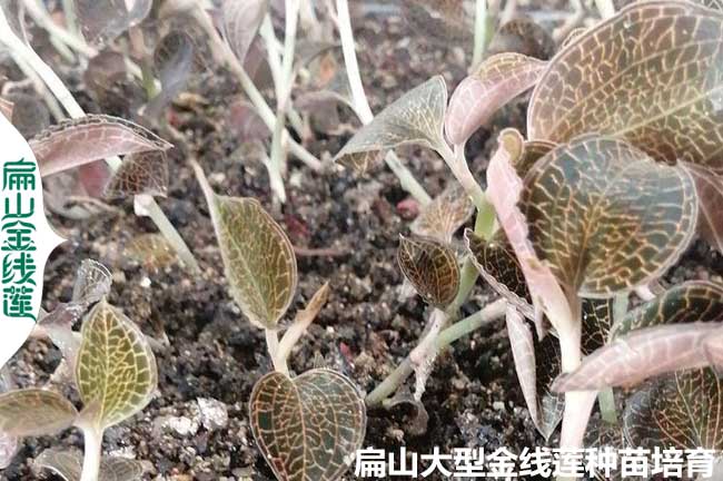 金線蓮品種介紹（shào）