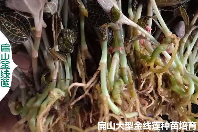 種植金線（xiàn）蓮的成本