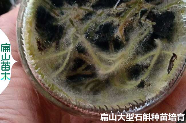 漳州金線（xiàn）蓮瓶苗批（pī）發