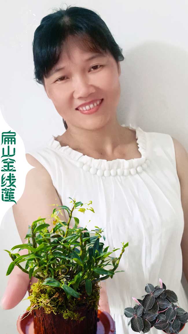 一組500顆湘潭金（jīn）線（xiàn）蓮種植基地（dì）賣批發多（duō）少錢（qián） 湖南湘潭金線蓮