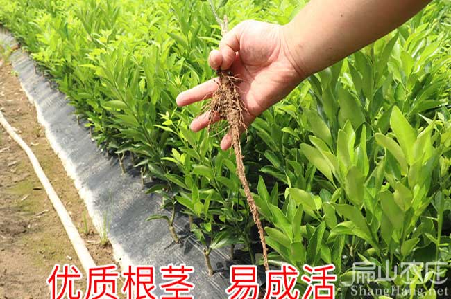 羅源沃柑苗批（pī）發