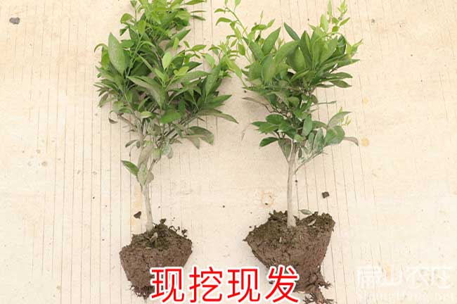 永春沃柑苗