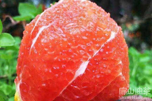 湖南橘子樹苗批發