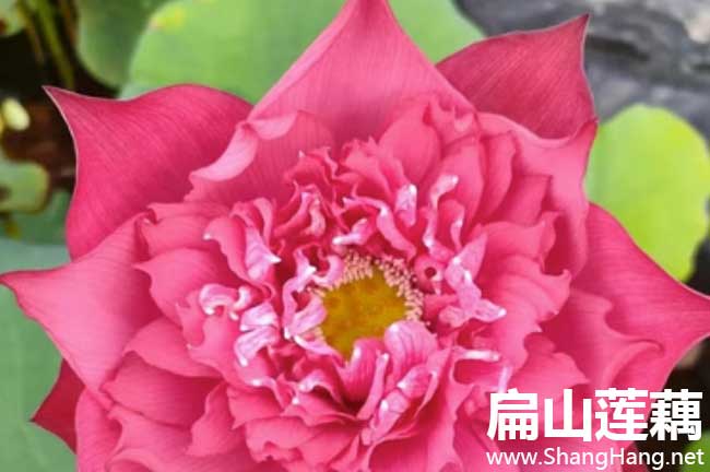 三明蓮藕種植苗批發 三明(míng)蓮藕種植苗批發
