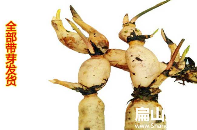 永安蓮藕種苗 永安蓮(lián)藕種苗