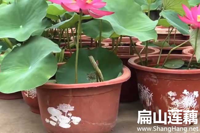 三明蓮藕批發 三明(míng)蓮藕批發
