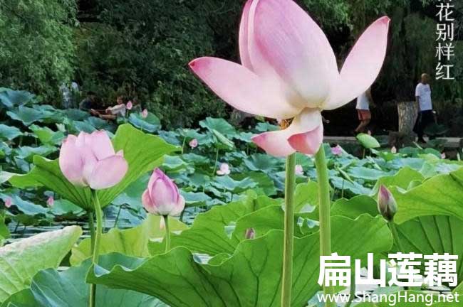 三(sān)明蓮藕苗培育 三明蓮藕(ǒu)苗培育