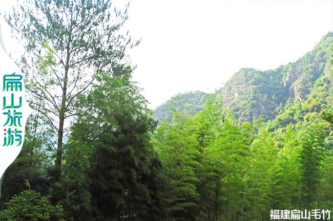 扁山水口竹林風景一角