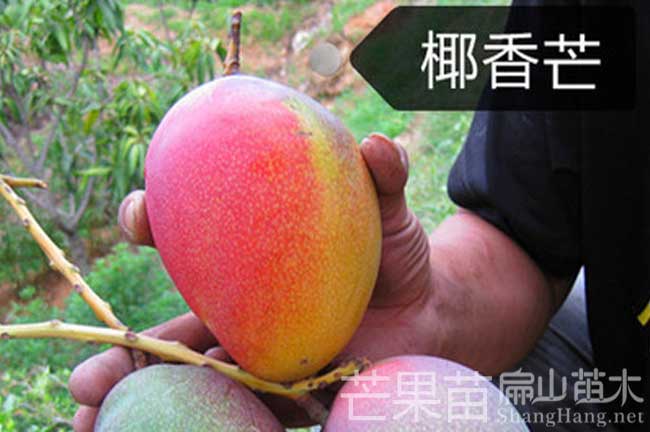 福建（jiàn）大型芒果（guǒ）種植基地