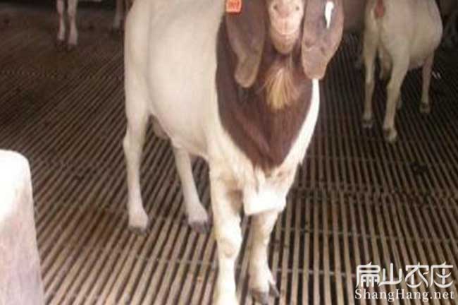 龍岩黃毛羊 龍岩黃毛羊(yáng)