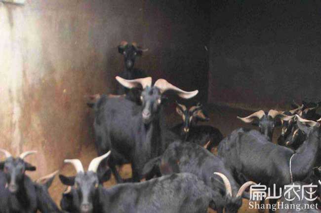 武平山羊養殖 武平山(shān)羊(yáng)養殖