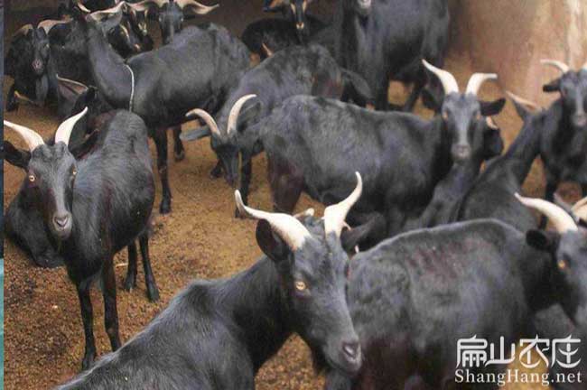 漳平山羊價格 漳平山羊(yáng)價格