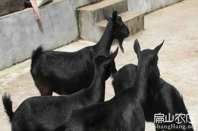 福建種山羊批發 福建種山羊(yáng)批發