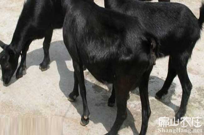 長汀種羊苗 長汀種羊(yáng)苗(miáo)