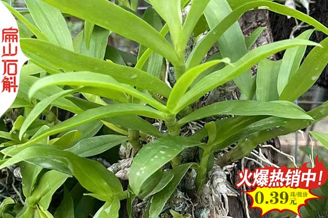 江西天宮（gōng）石斛（hú）盆景批發