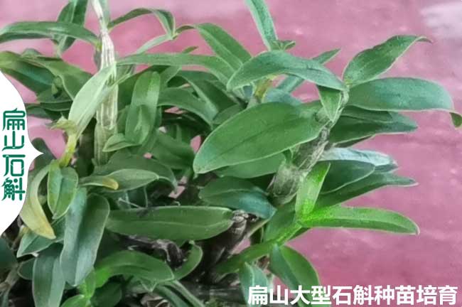 大理石斛苗批發