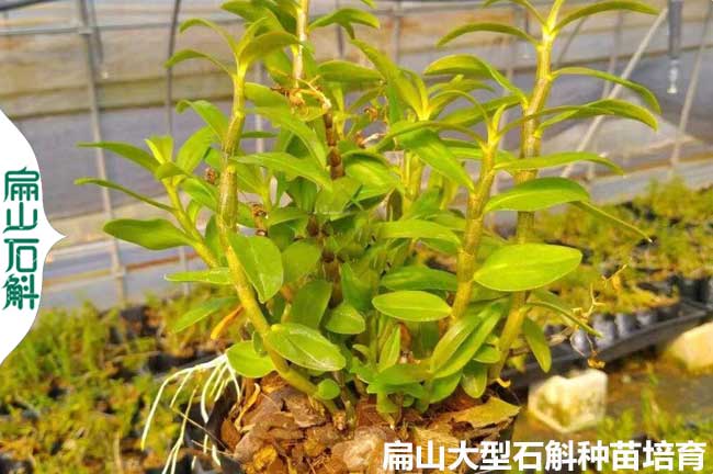 大魔鬼福州寧德金釵鐵皮石斛種苗培（péi）育 鮮條粉末原液1斤價格（gé）