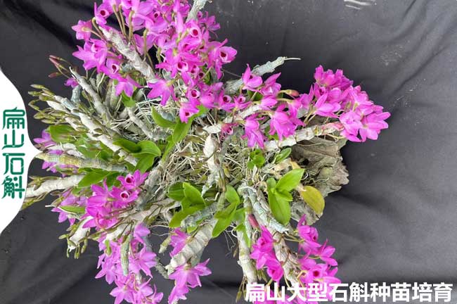 [銅皮石斛種苗幹貨批發]台州A紹興鐵皮石斛（hú）瓶裝（zhuāng）小杯苗5元/價