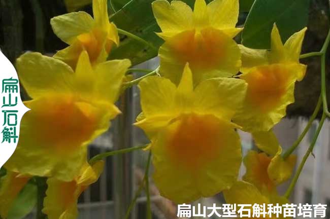 深（shēn）圳金釵石斛（hú）種苗批發