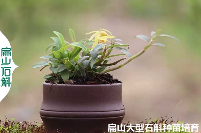 江（jiāng）西盆栽米斛