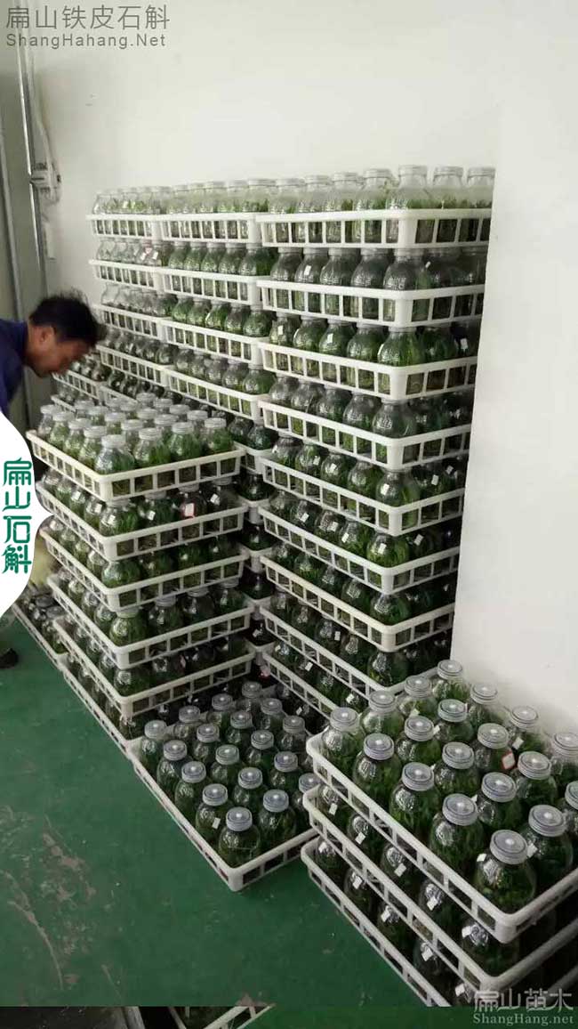 南有福建金線蓮（lián）苗批（pī）發 北有安徽鐵（tiě）皮石斛種苗價格 1元/珠