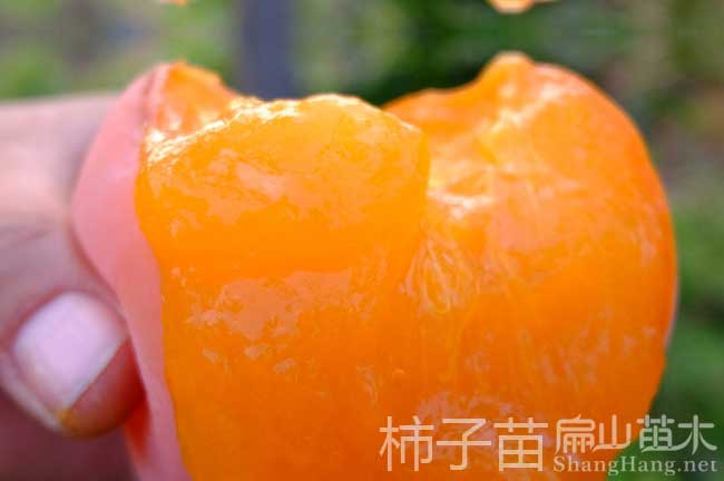 南平柿子苗（miáo）批发（fā）