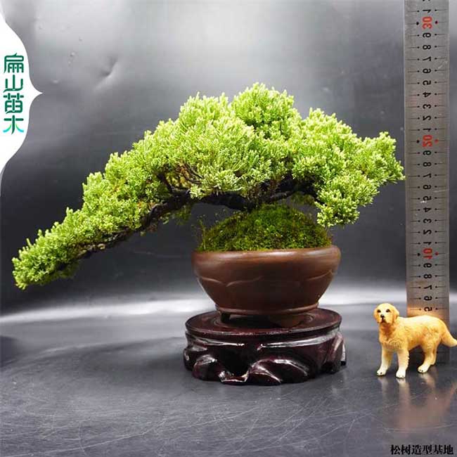福建C雪鬆樹苗（miáo）盆景 寶塔鬆柏苗 聖誕樹耐寒龍柏造型2-10公分