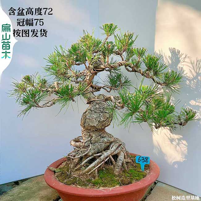 潮州（zhōu）東莞（wǎn）哪裏有華（huá）南五針黑鬆樹盆景批發基（jī）地 30-50-80CM