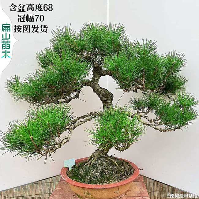 廈門（mén）造型鬆樹苗（miáo） 福州五針馬尾刮（guā）油鬆小杯苗（miáo）造型盆景基地98元