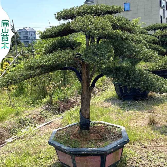 24万 宁德莆田松树造型盆景苗 日本大阪（bǎn）树苗千寿丸黑松3千元