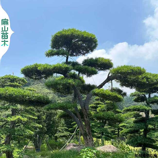 廣州羅漢鬆造型