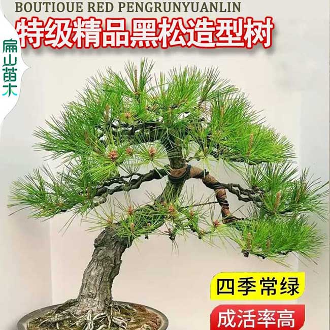 參觀2024廣東龍柏黑鬆羅漢（hàn）鬆 惠州五（wǔ）針鬆樹苗盆景造型基地