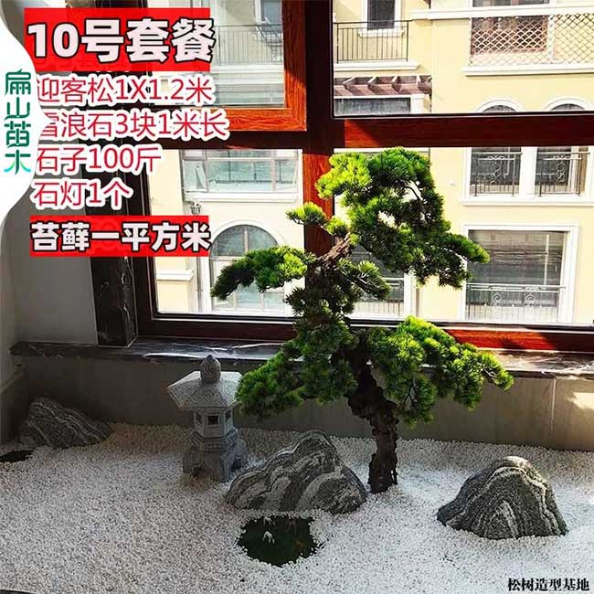 廣東（dōng）馬尾鬆盆（pén）景（jǐng）