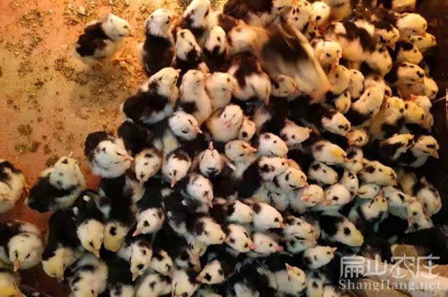 龍岩貴妃雞苗批發（fā）