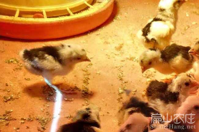 泉州貴妃雞苗批發