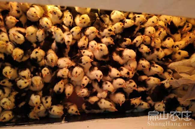 連城貴妃雞養殖