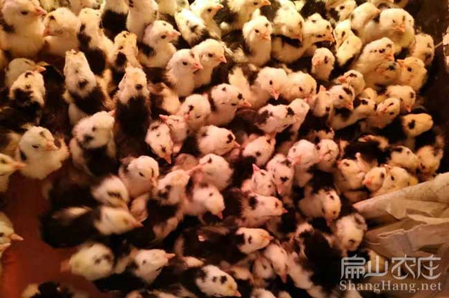 寧（níng）德貴妃雞孵化