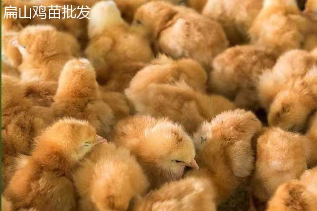 長汀河田雞苗批發