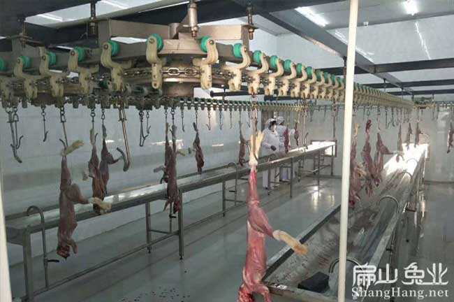 龍岩肉兔批發