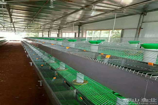 肇慶種兔繁殖技術