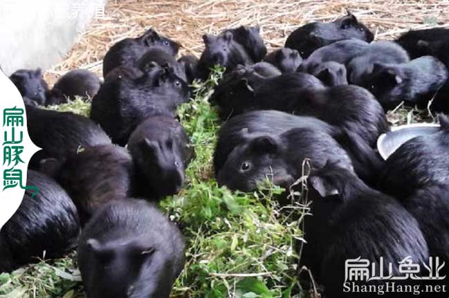浙江(jiāng)黑豚鼠養殖 浙江黑豚鼠養殖