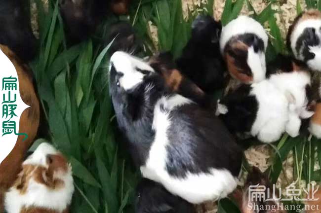 潮州豚鼠養殖場 潮州豚鼠養殖場(chǎng)